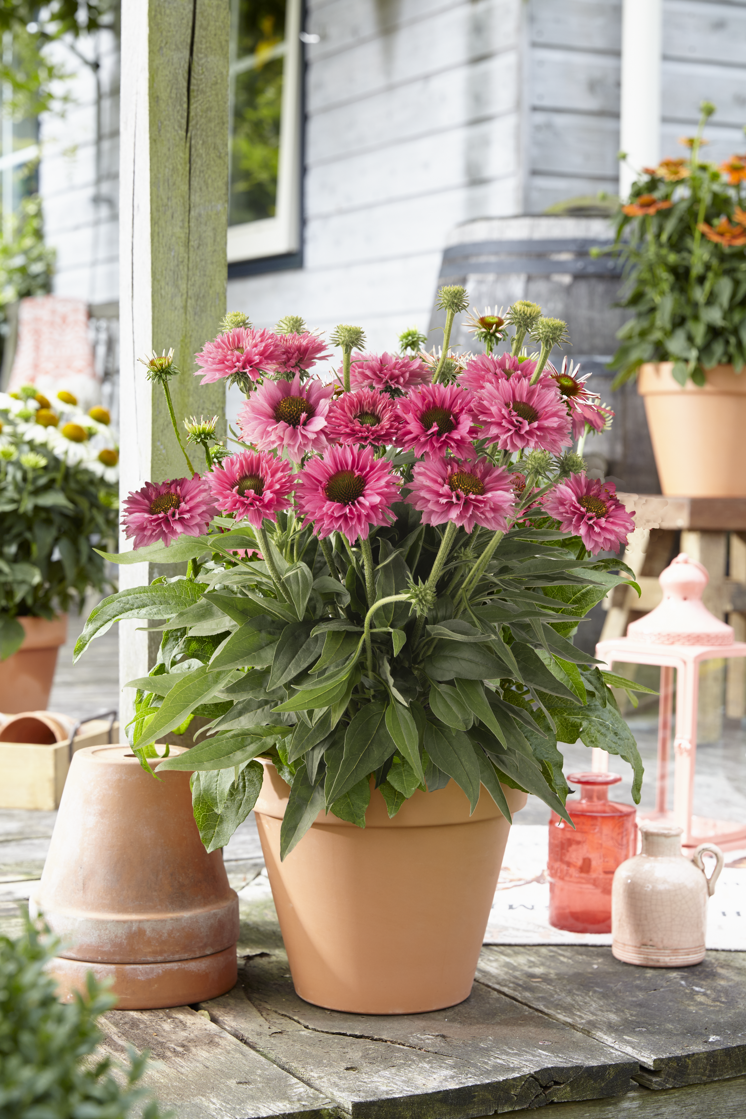echinacea_purpurea-bolero_rose_44540_s_1.tiff