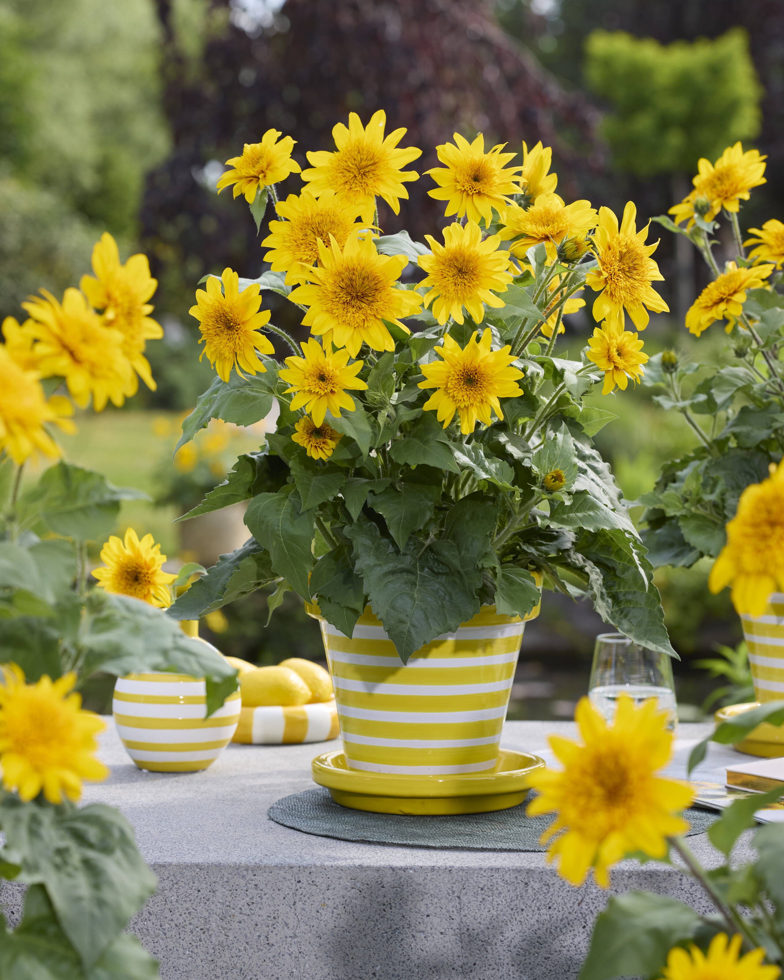 sunfinity_double_yellow_70111657_.jpg