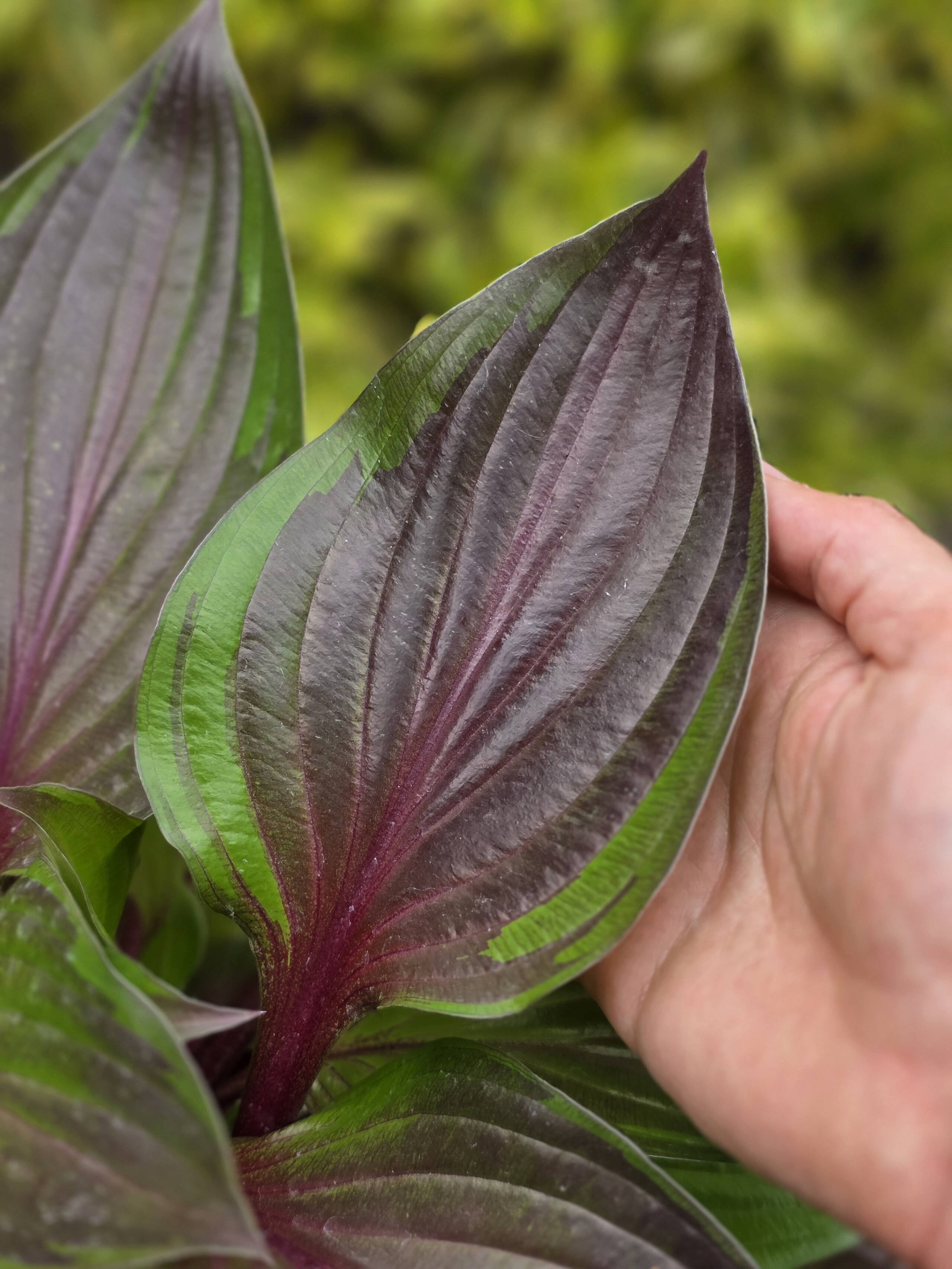 foto_hosta_red_ninja_5.jpg