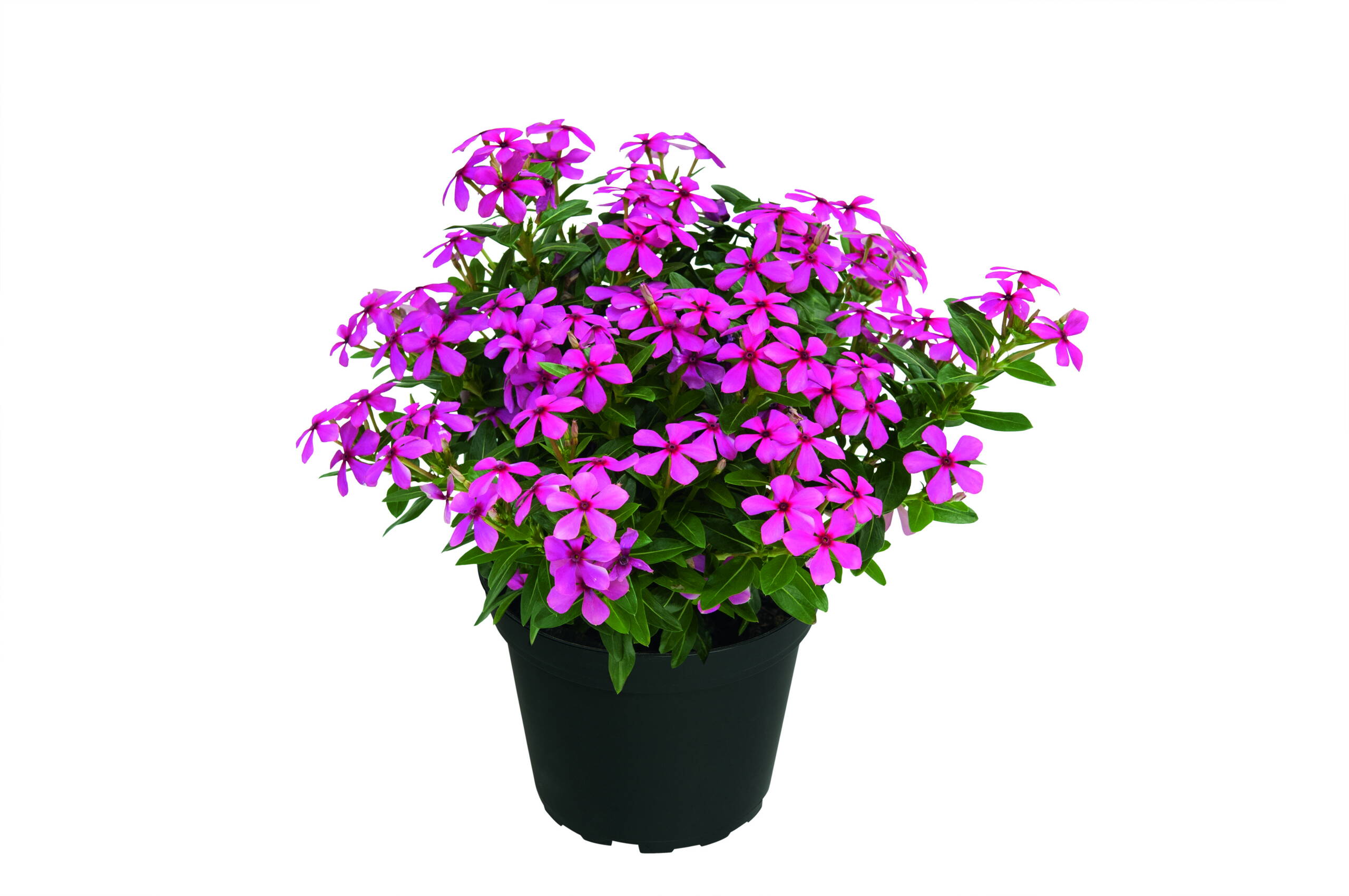 bildarchiv_fotos-hi_4053_cataranthushotpink_t_dsc_0103_h2.jpg