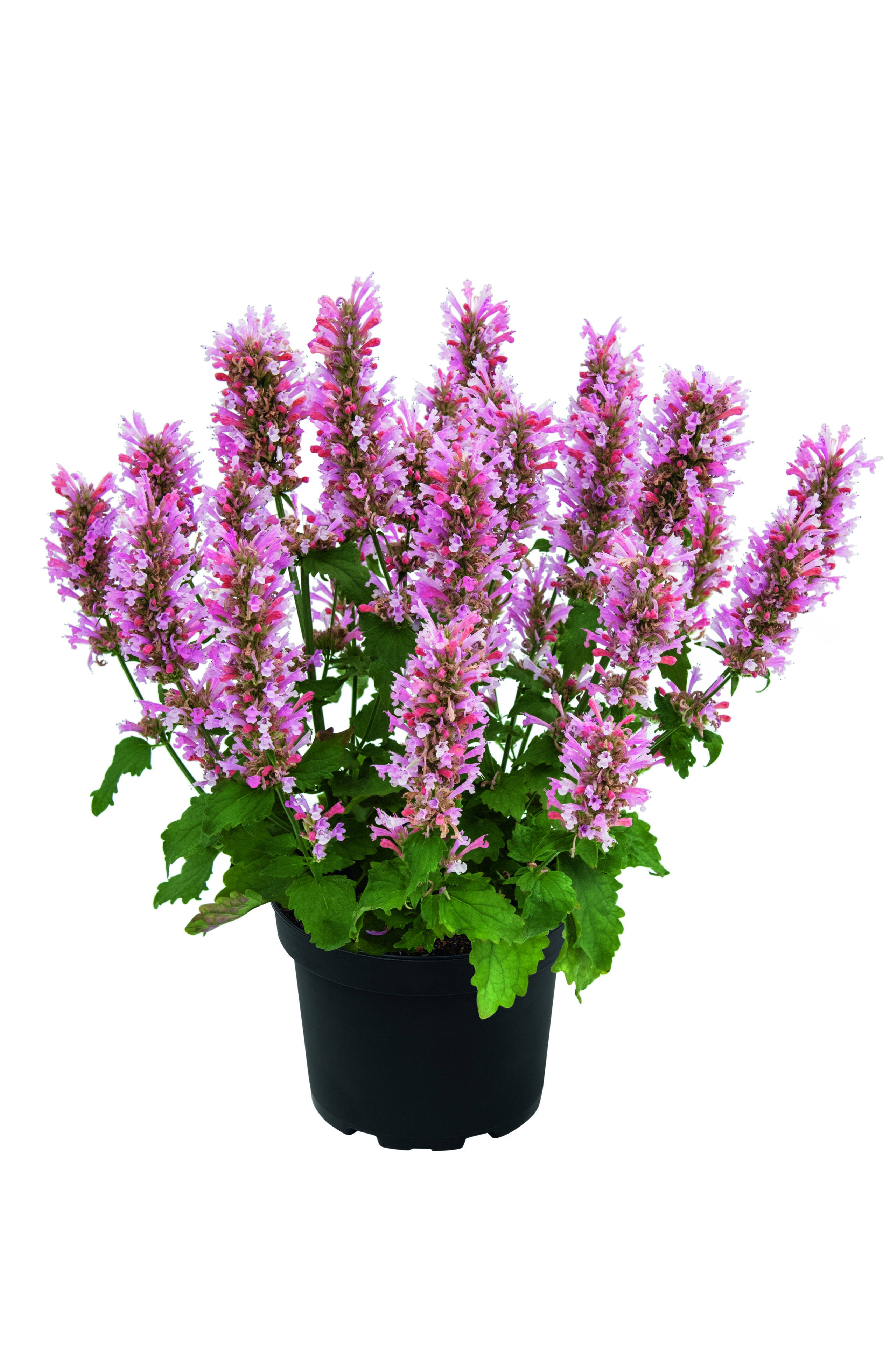 5140_agastachepinkpearl_c_dsc0017_h2.jpg