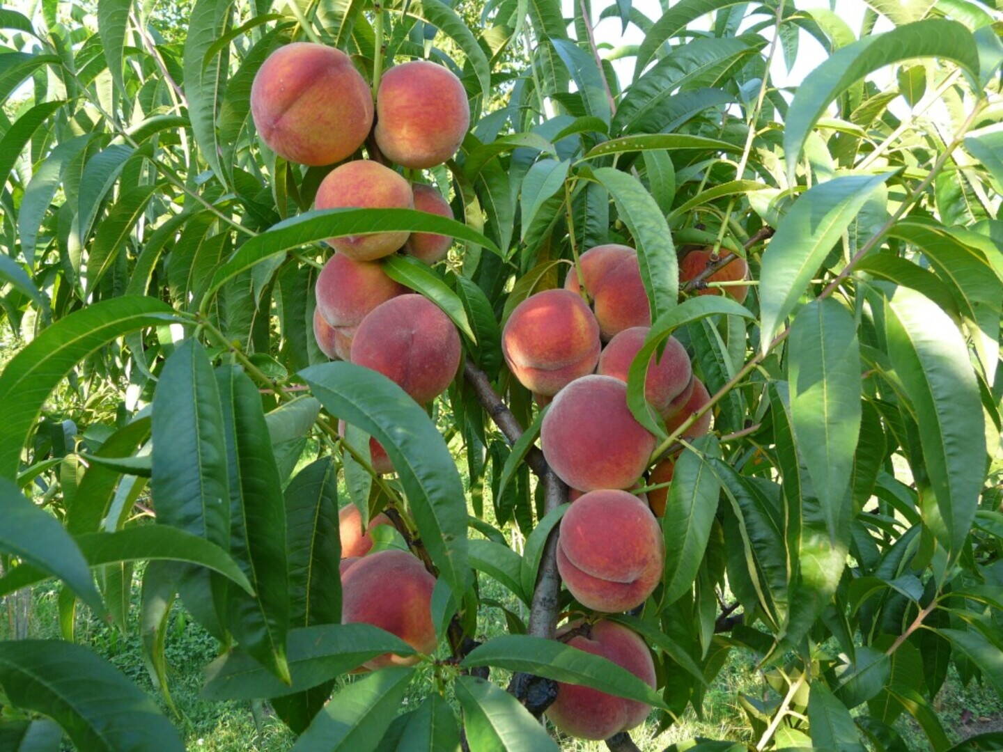 pfirsich_majorita_fruechte_3.jpg