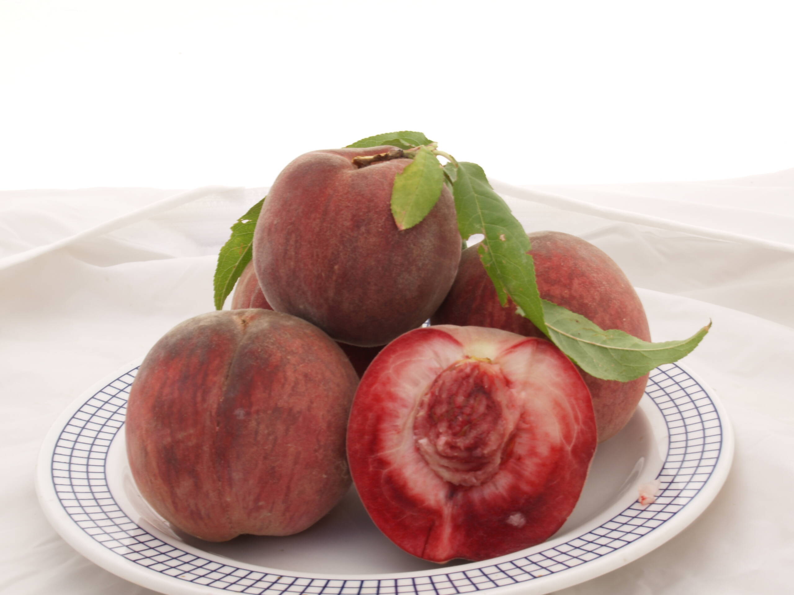 prunus_ellora_11.jpg