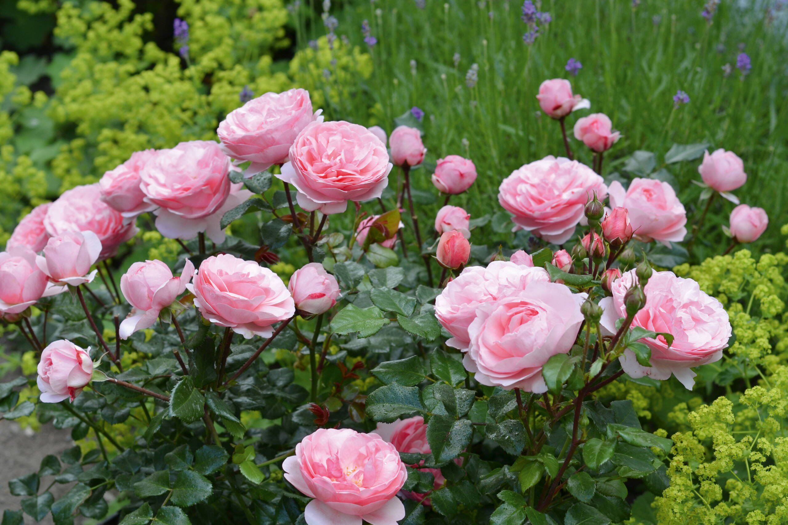 rosa_darling__noack_rosen_2024_1_noack.jpg