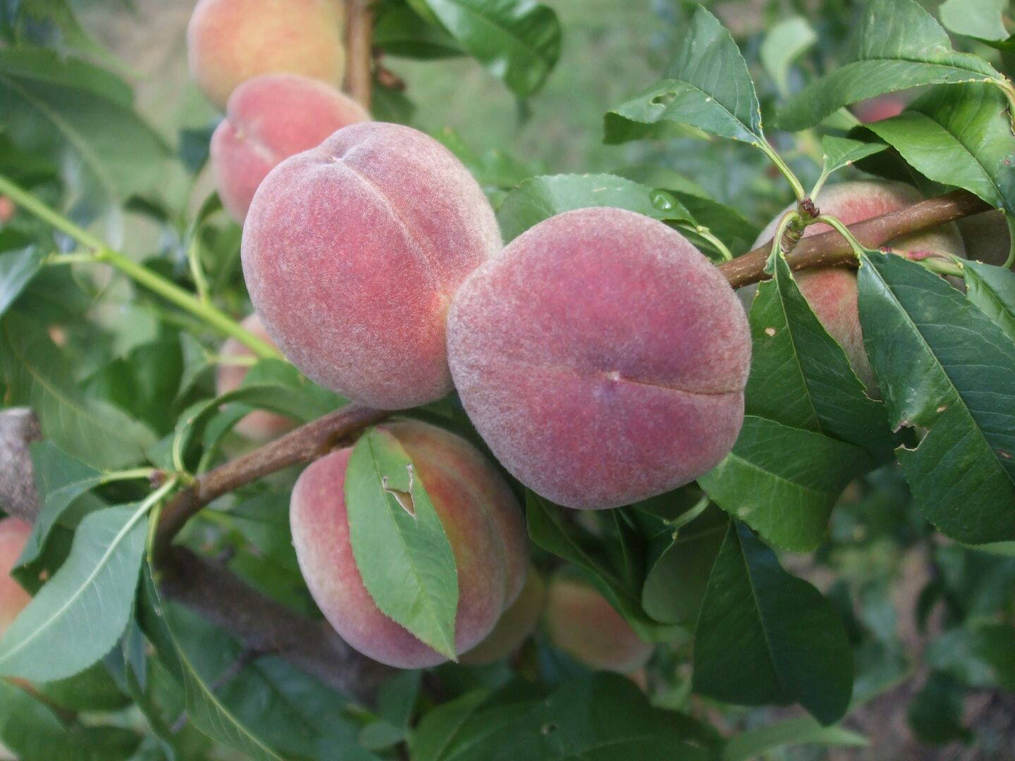 pfirsiche_upr2-fruteria_fruechte.jpg