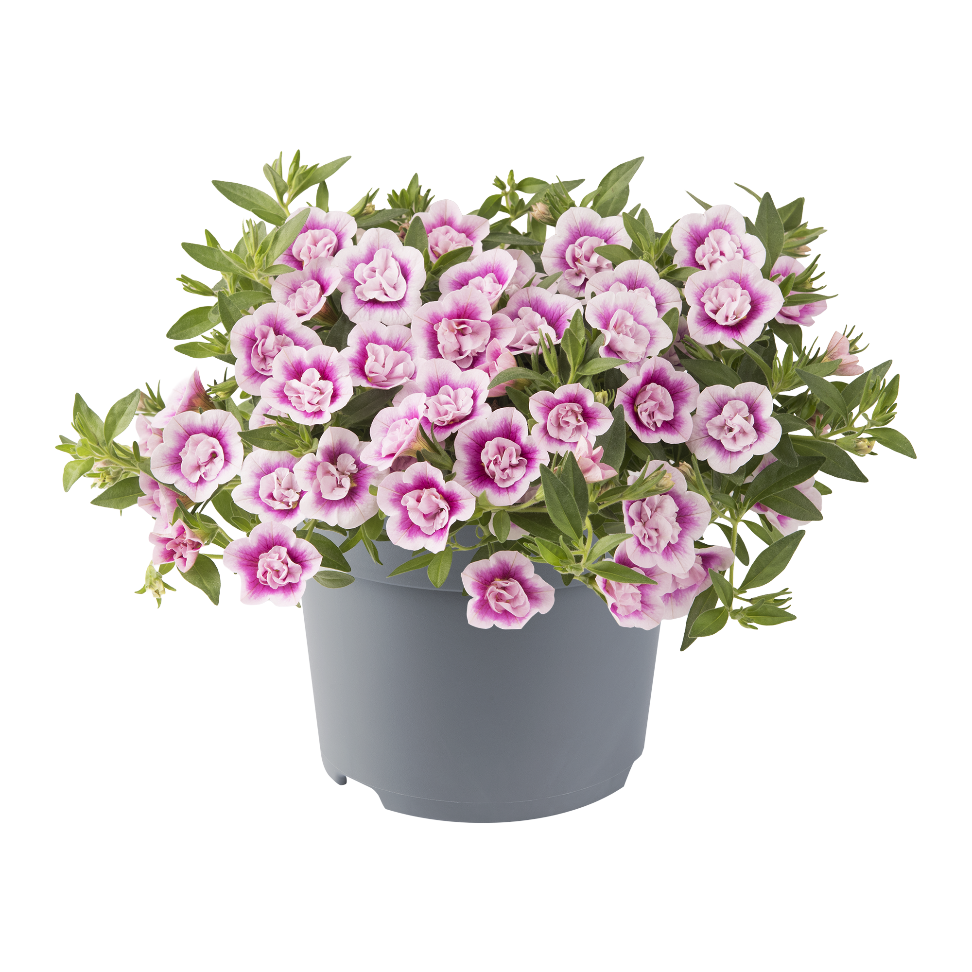 calibrachoa_parviflora-cabaret_double_pink_eye_43974_p_1.tiff