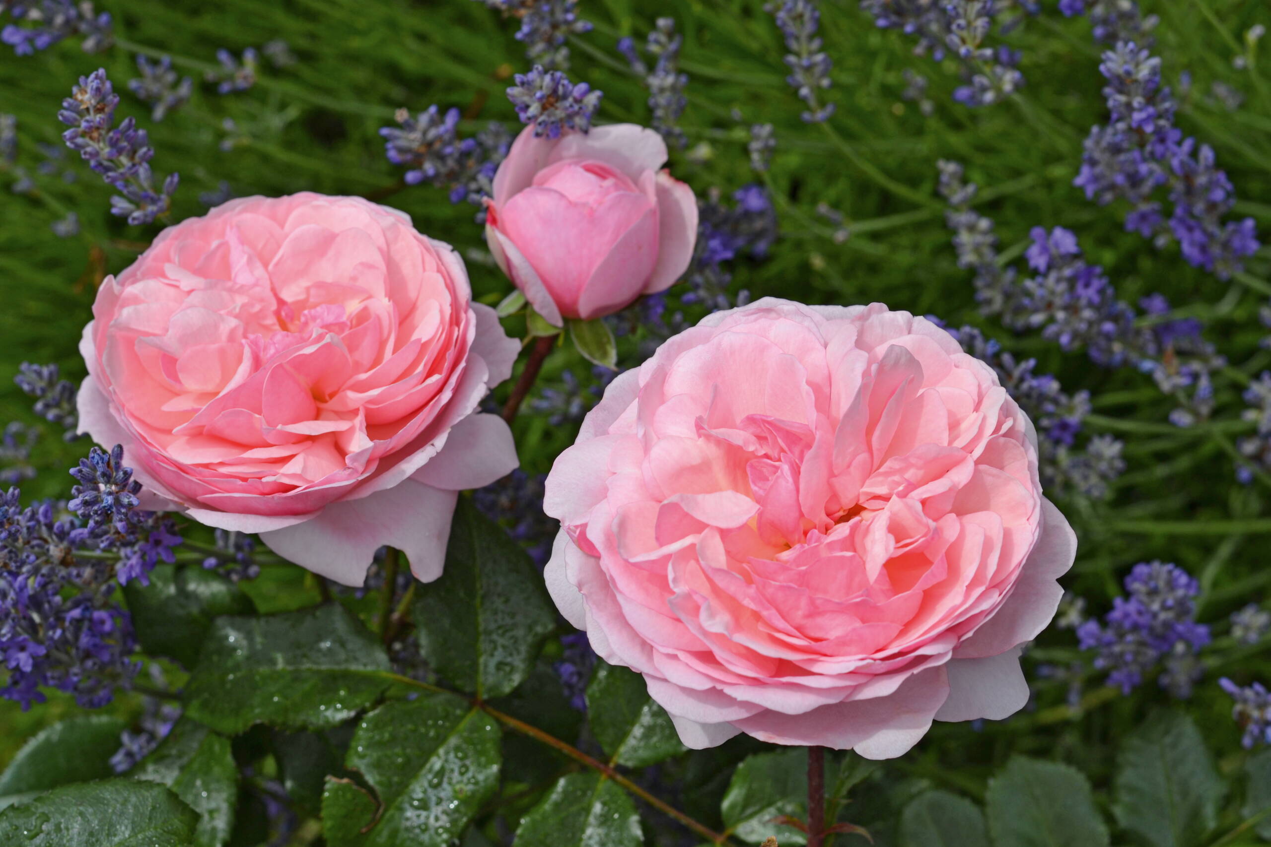 rosa_darling__noack_rosen_2024_2_noack.jpg