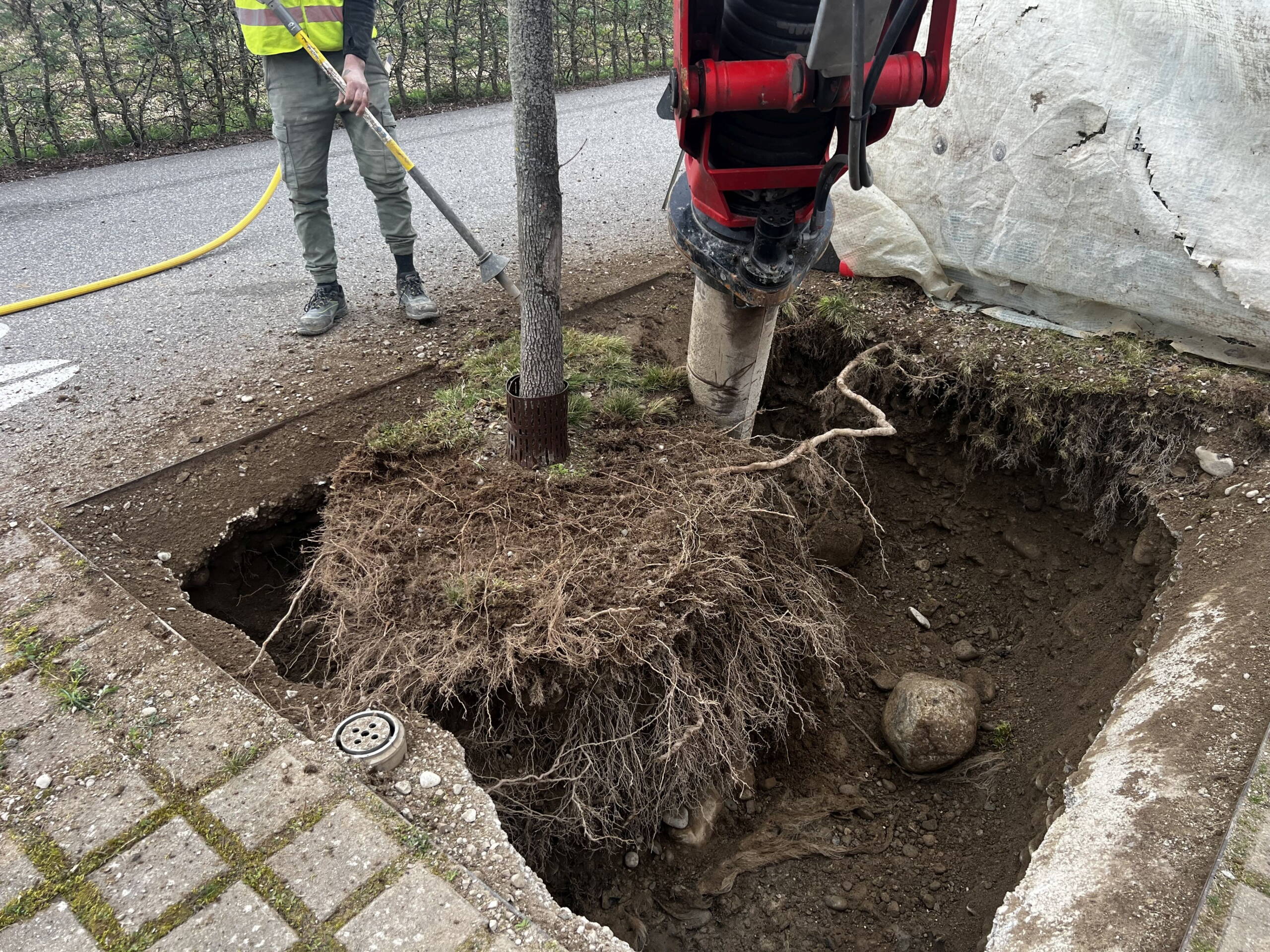 4775_ernefant1.jpg Freilegen von Wurzeln