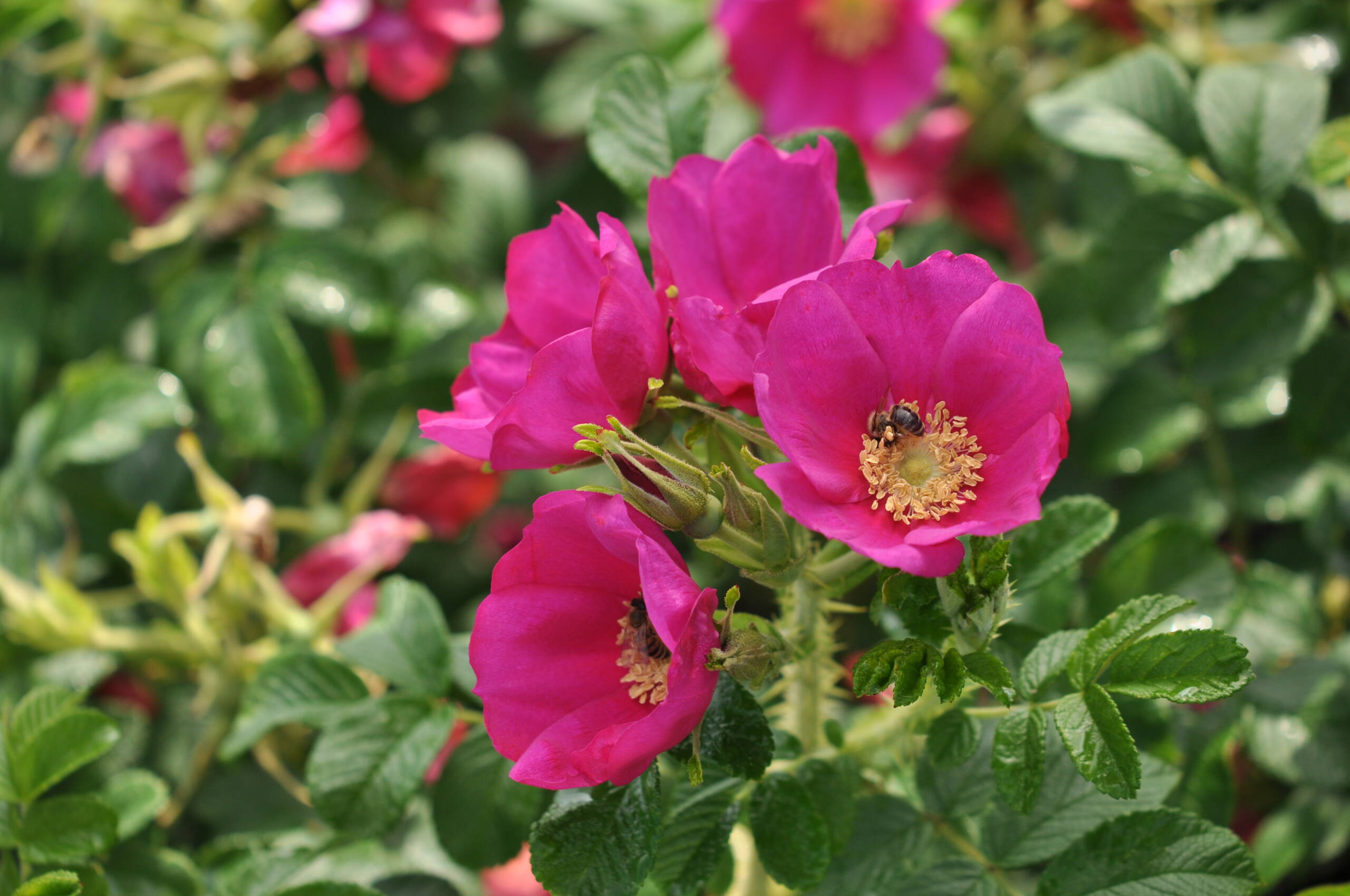rosa_rugosa_berry_bush_aurora_1_pheno_geno.jpg