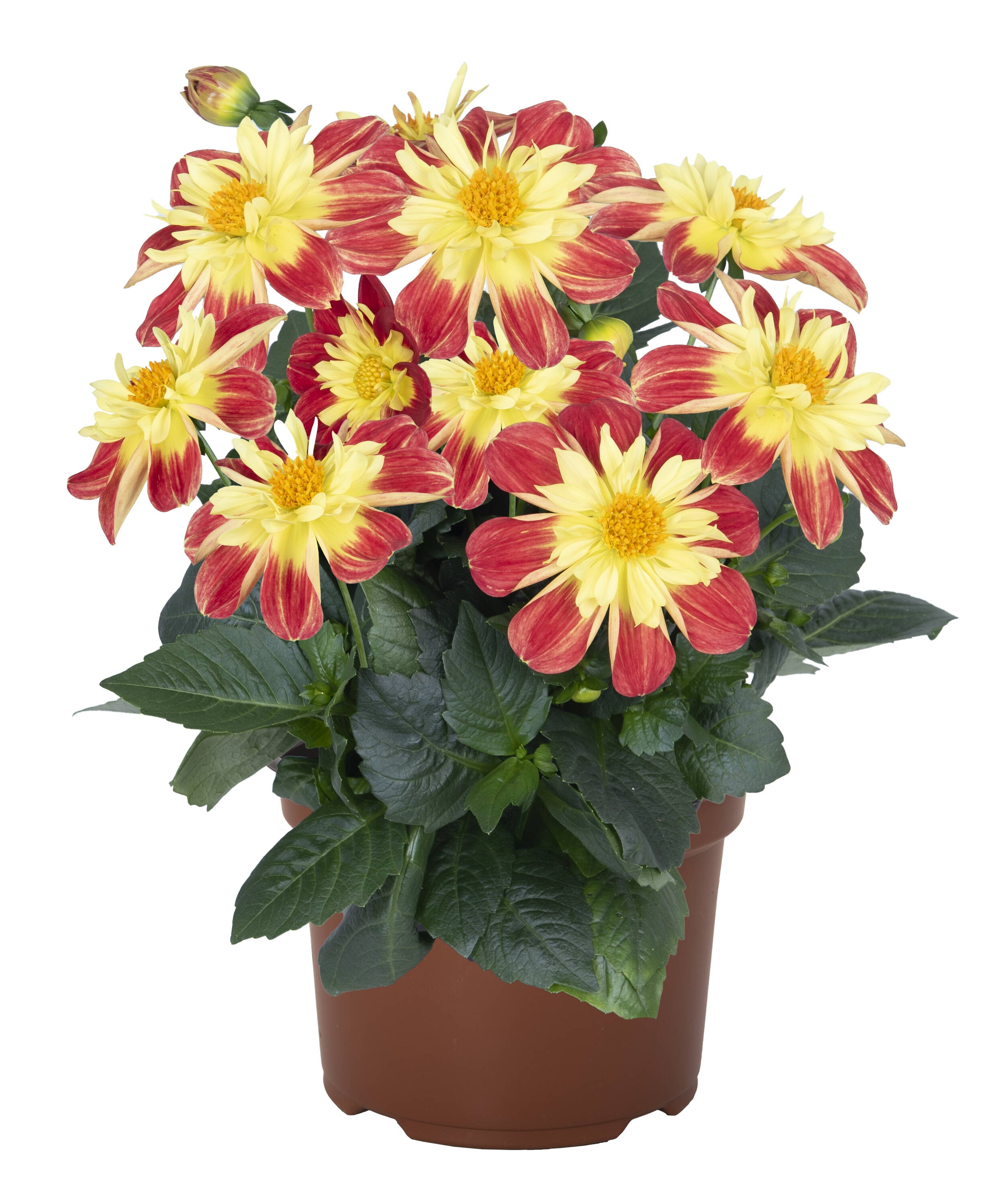 foto_summer_bees_red_star_dahlie_dsc_9913.jpg