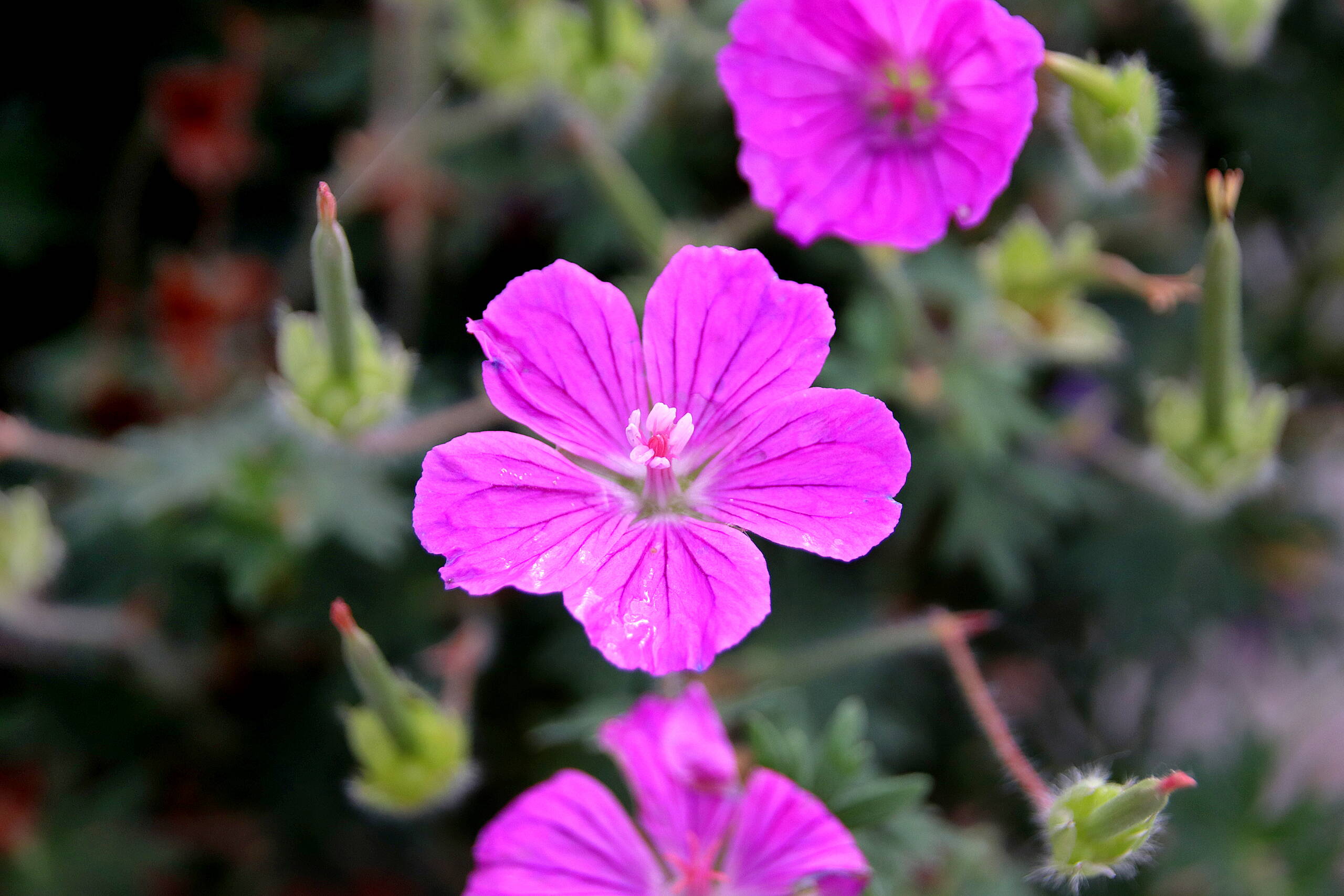 geranium_sanguineum_fruit_dfleur_10.jpg