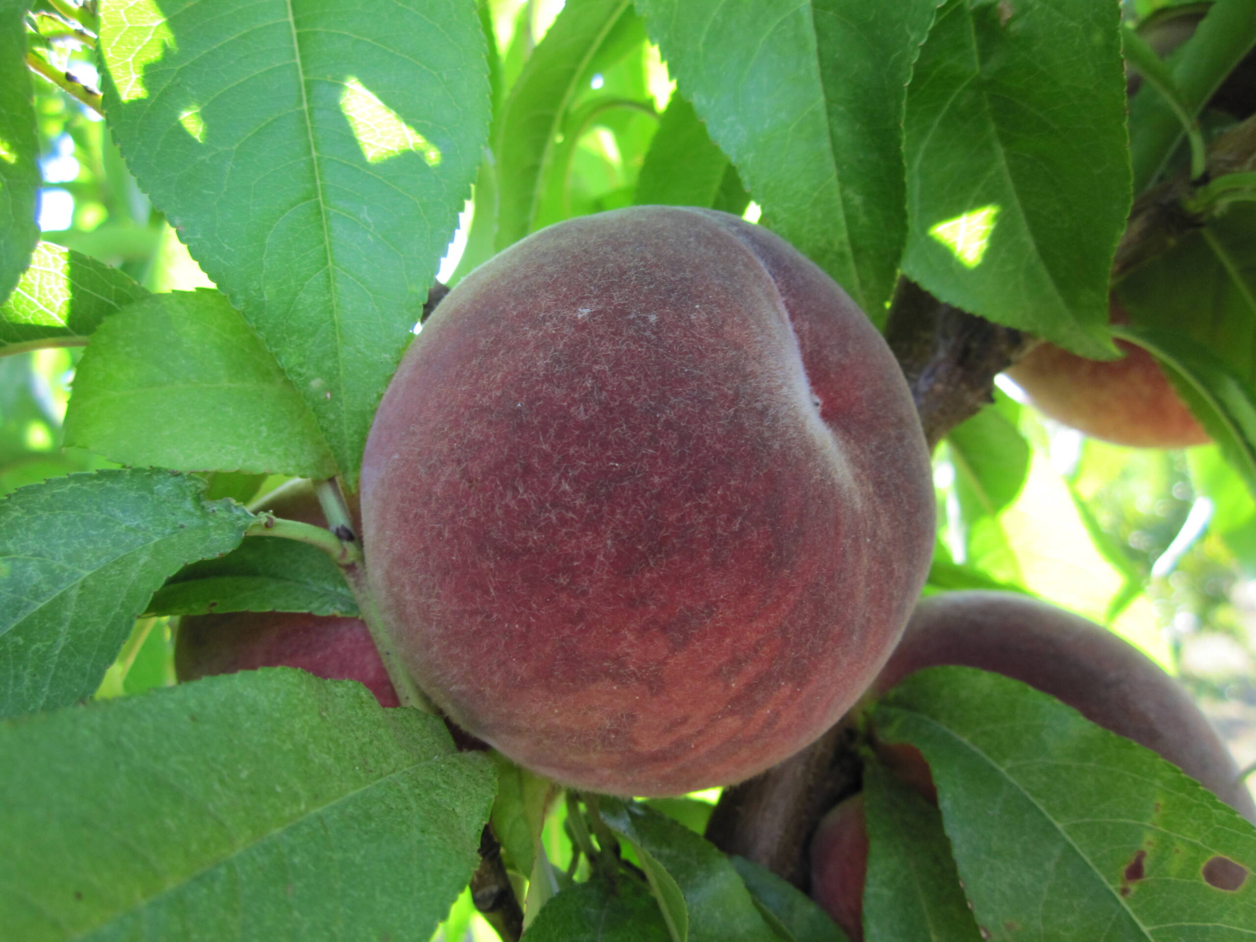 prunus_ellora_2.jpg