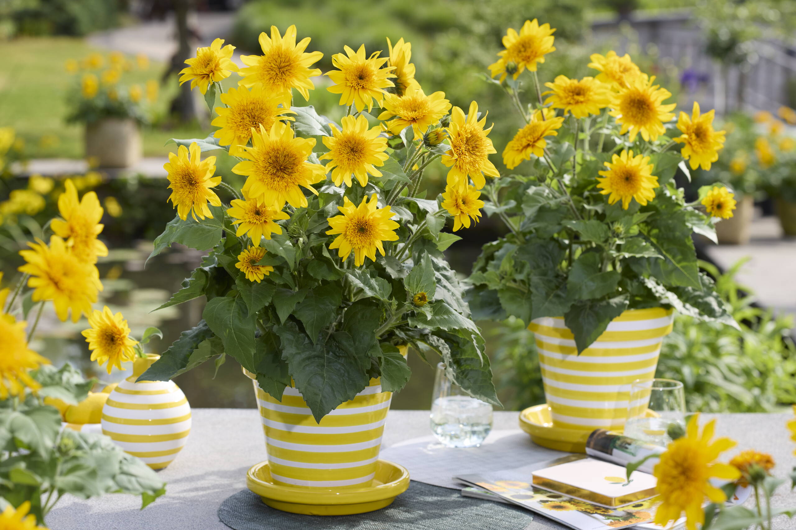 sunfinity_double_yellow_70111657_-1.jpg