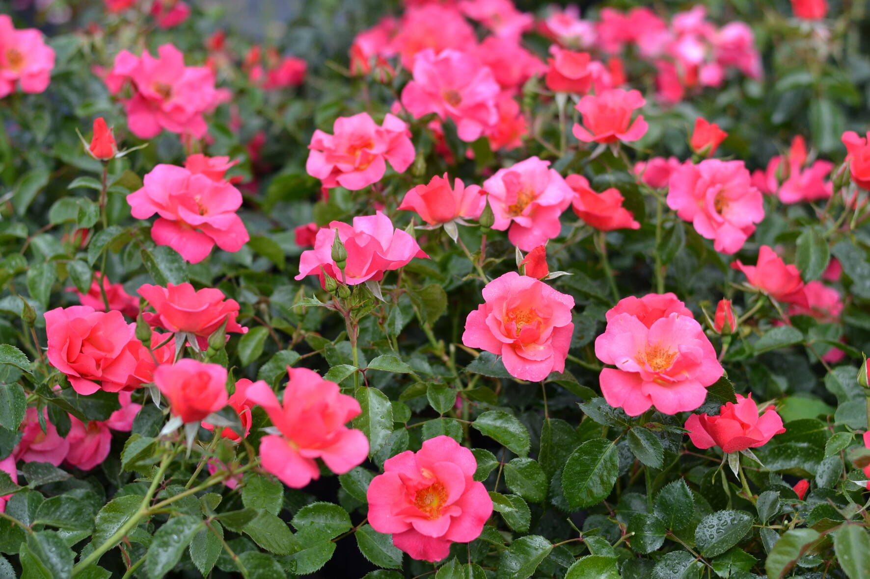 rosa_hoppla_2_noack.jpg