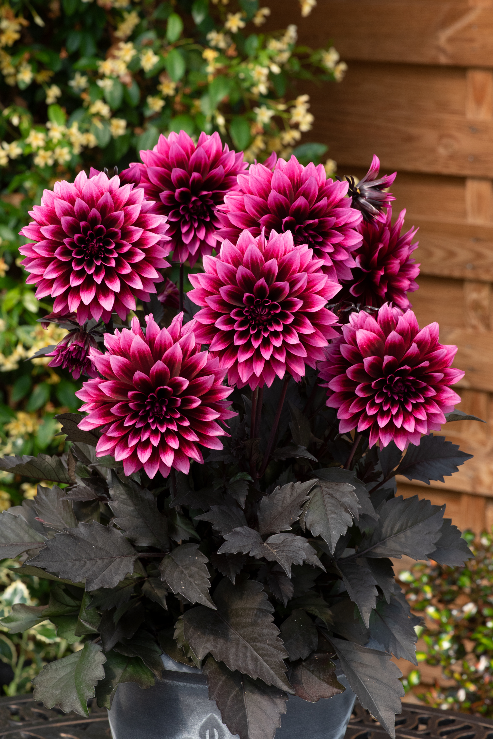dahlia_coccinea-maxi_noir_velvet_crush_44058_s_5.tiff