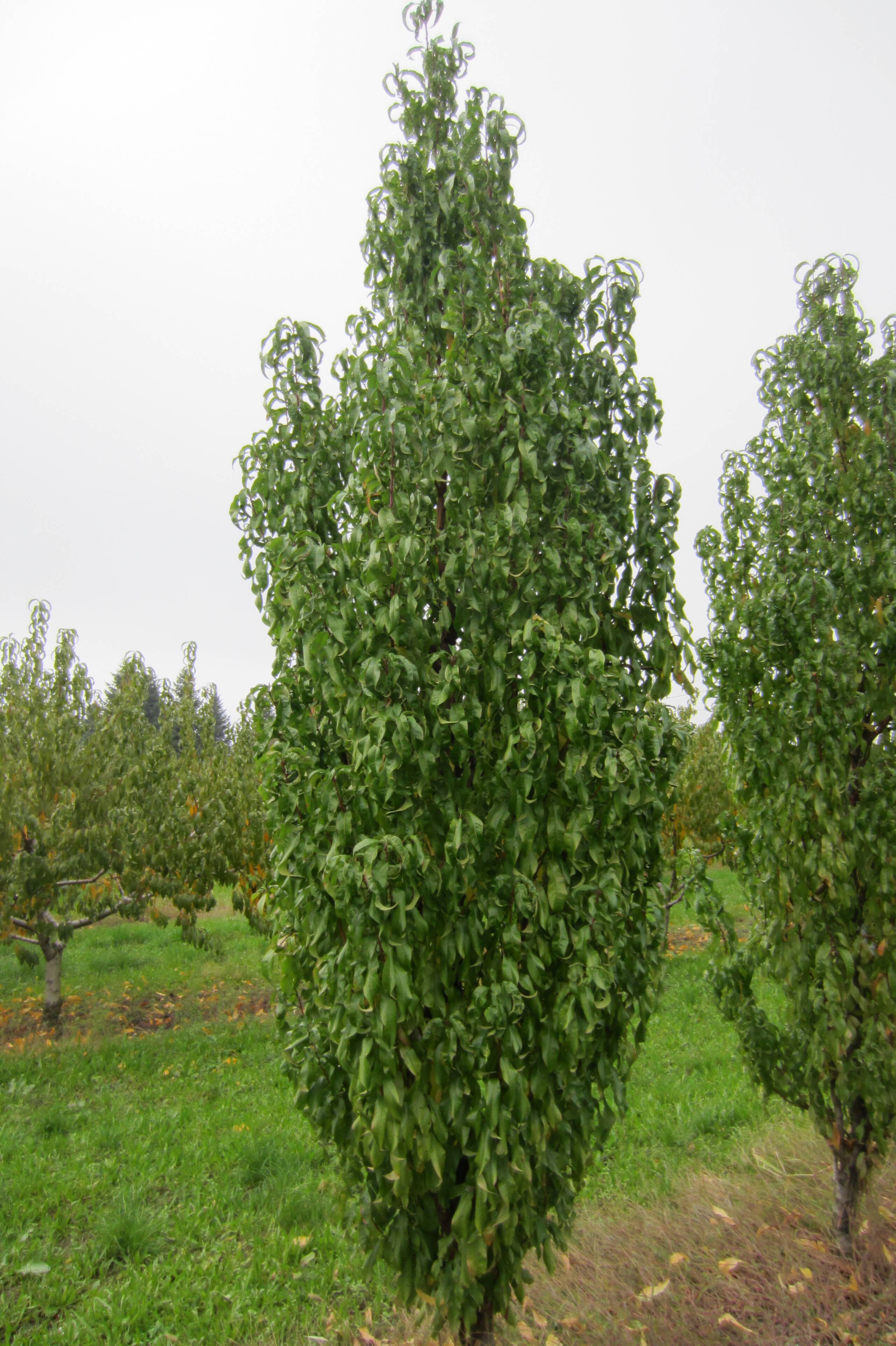prunus_ellora.jpg