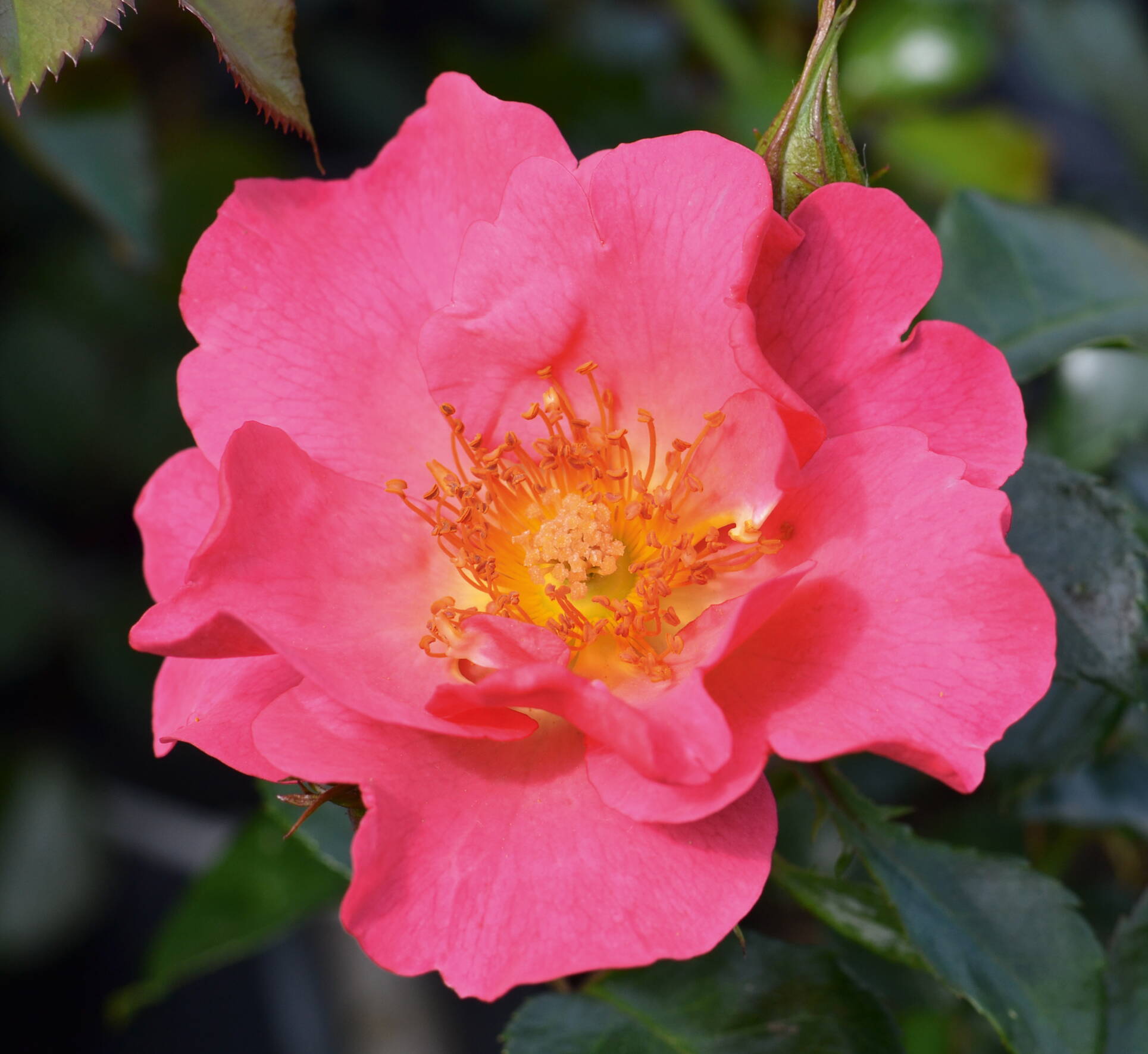 rosa_hoppla_1_noack.jpg