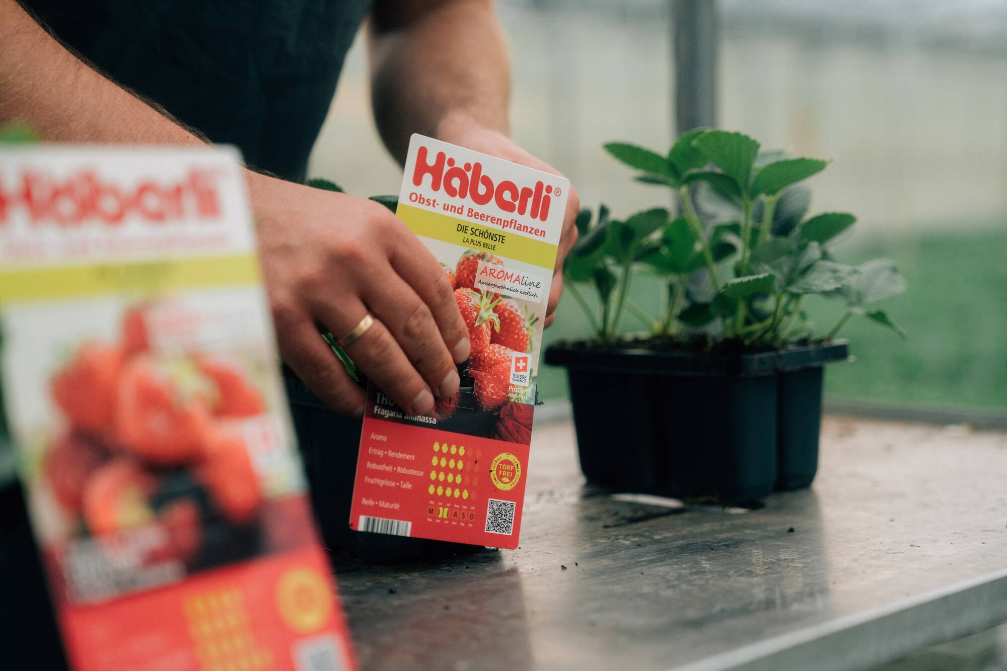 2192_haeberli2.jpg 2192_haeberli2.jpg