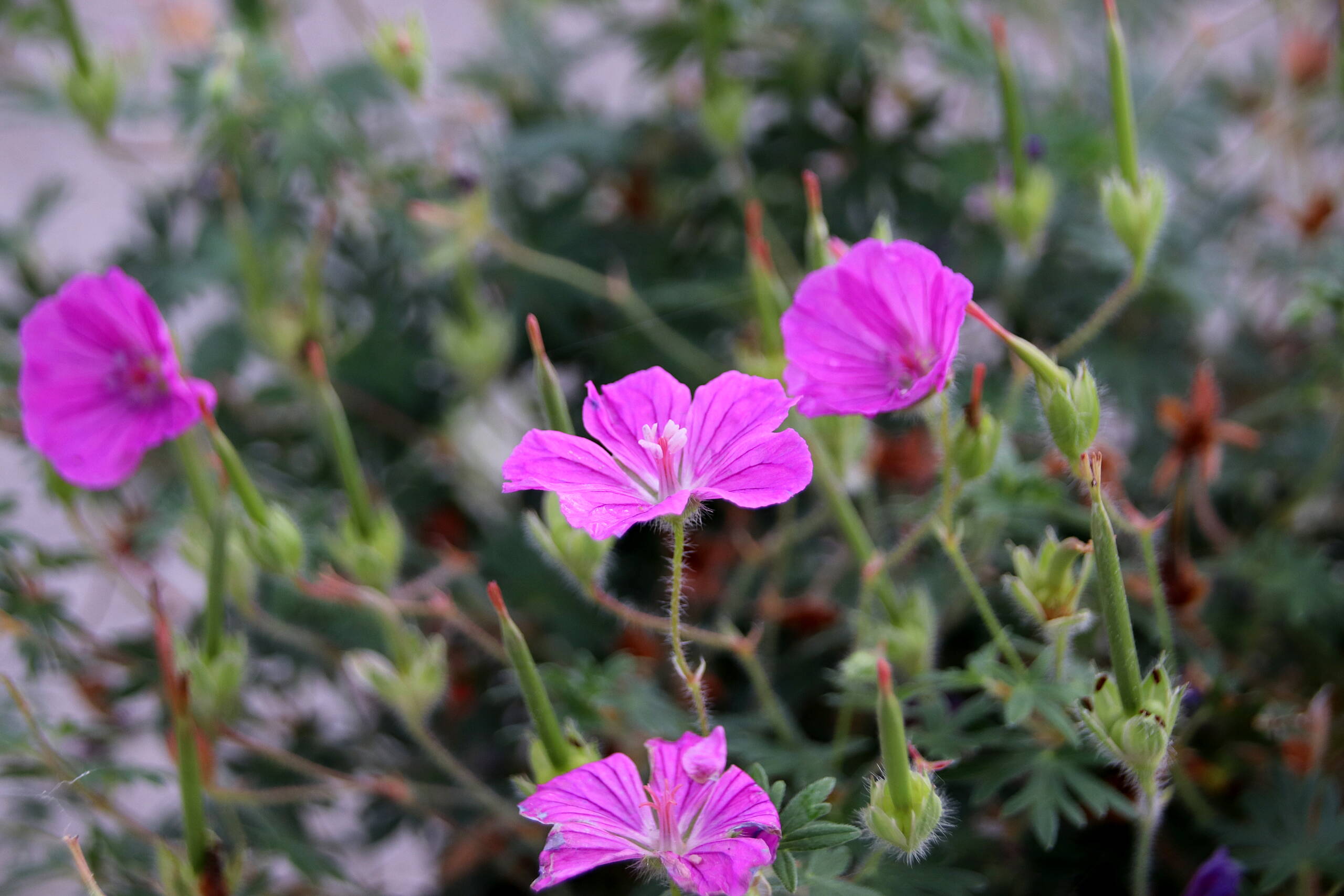 geranium_sanguineum_fruit_dfleur_7.jpg