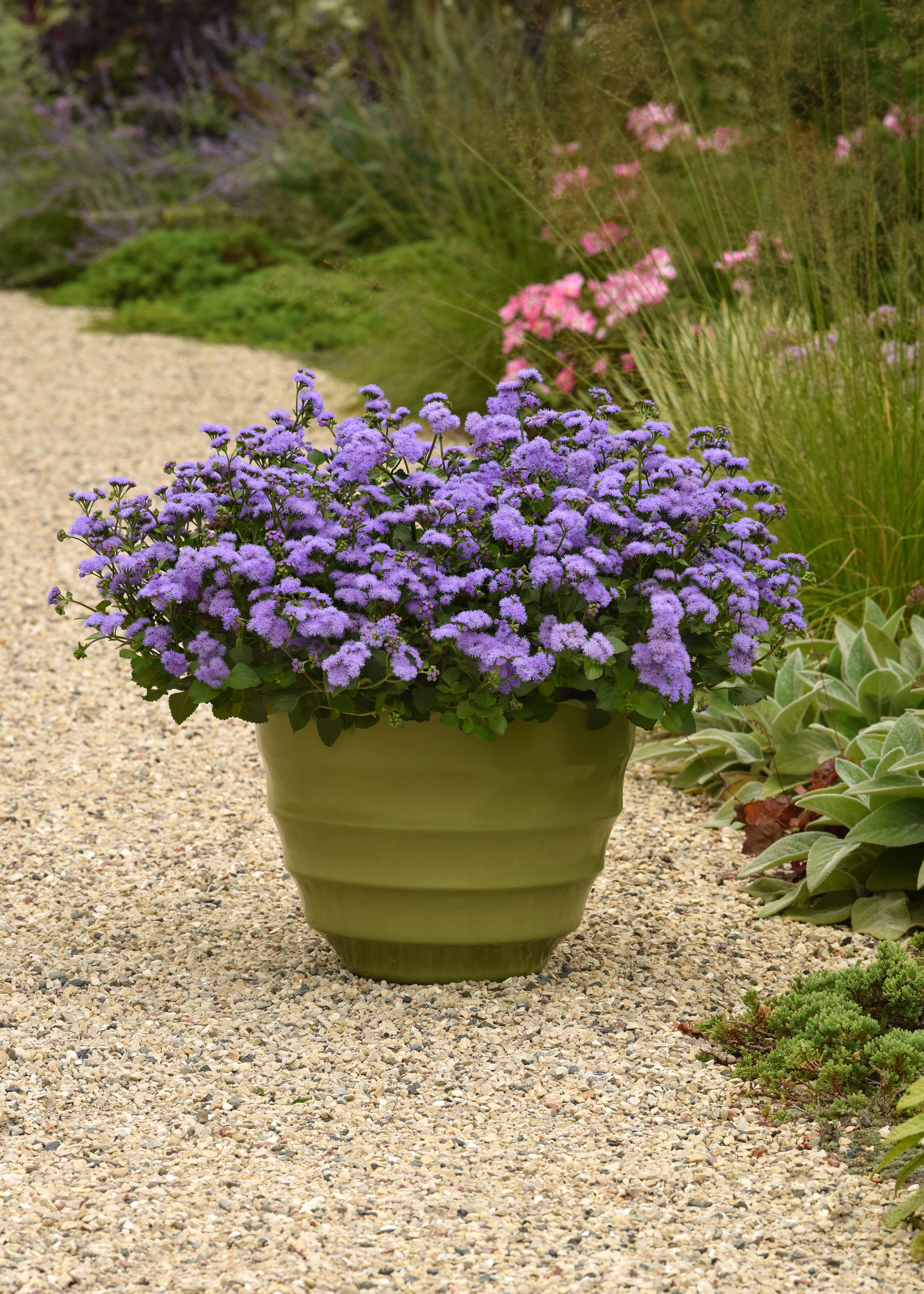 ageratum_houstonianum-monarch_magic__44002_s_5.tiff