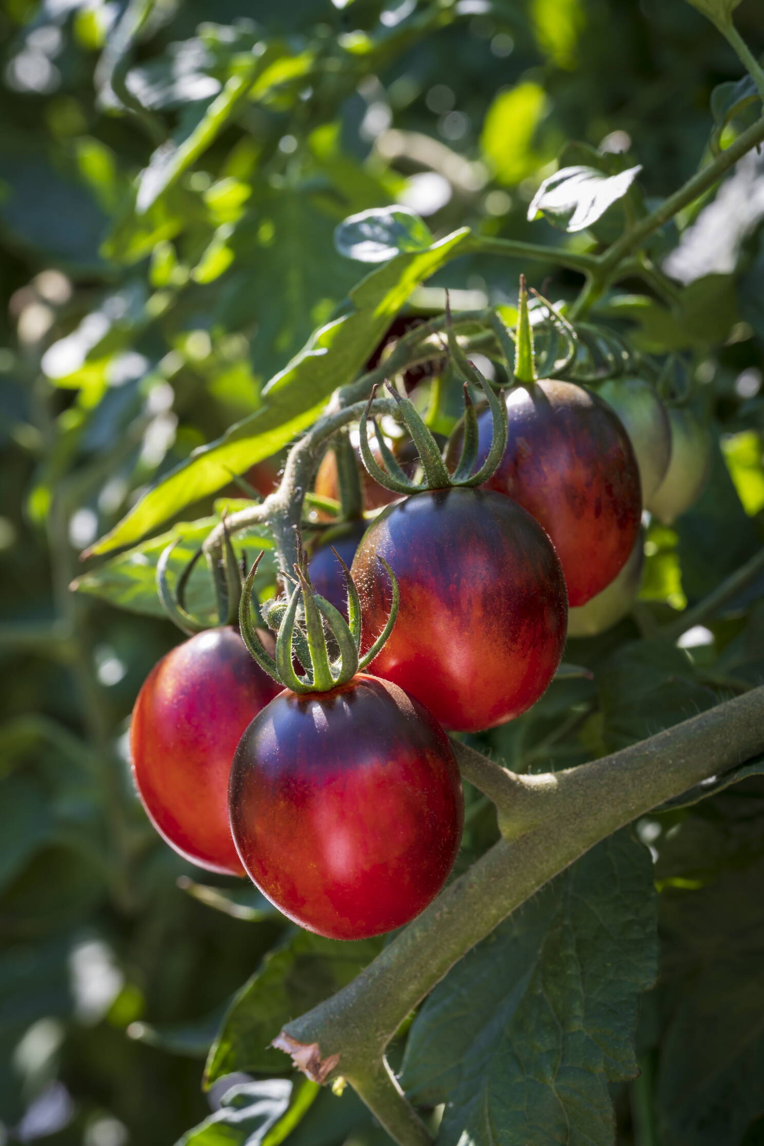 tomate_black_moon_f1_high.jpg
